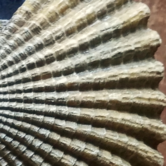 Set of 3 Scalloped Nautilus Towel Or Fabric Holders. - Picture 4 of 7